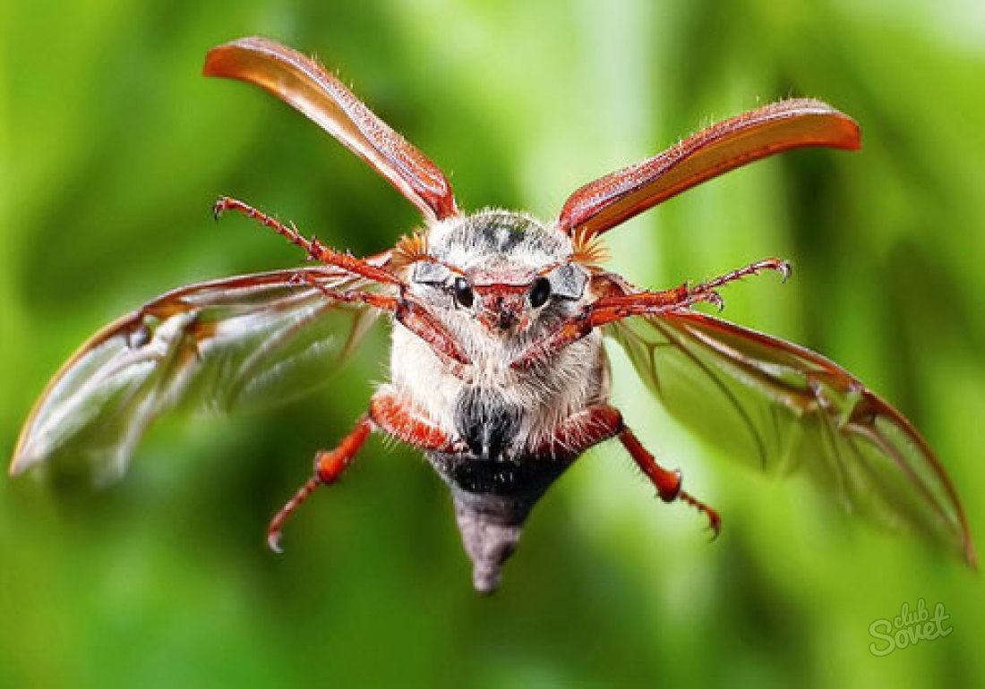 Hur man hanterar May Beetle
