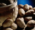 Hur man planterar potatis under halmen