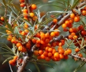 How to collect sea buckthorn
