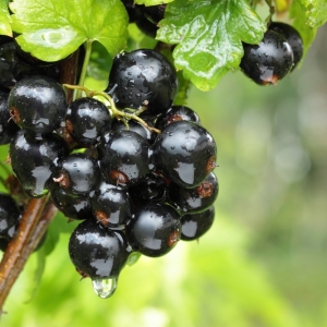 Photo how to care for currants