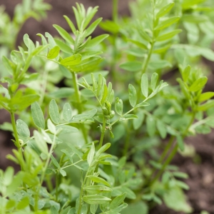 Como plantar lentilhas