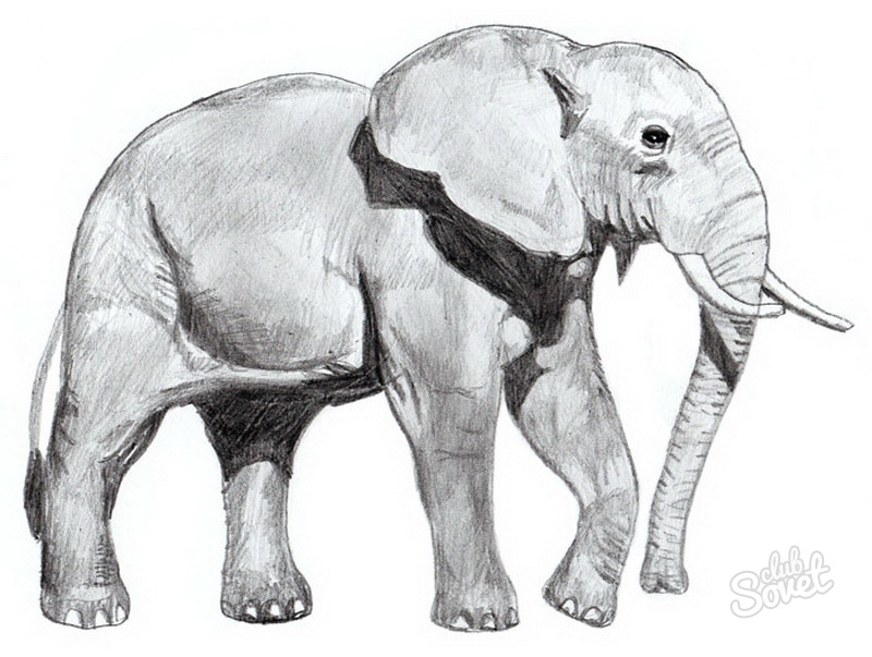 كيفية رسم الفيل