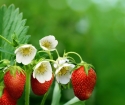 Än att störa jordgubbar under blommande