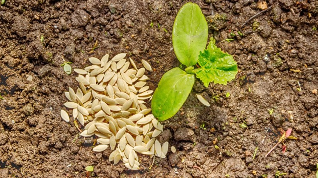 Comment planter des concombres dans des graines de sol ouverte