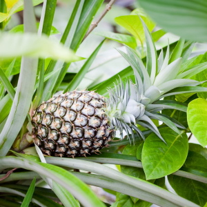 Jak uprawiać ananas na parapecie
