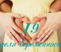 19 Hamilelik haftası - Neler oluyor?