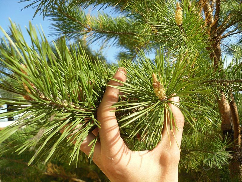 Pine with hand