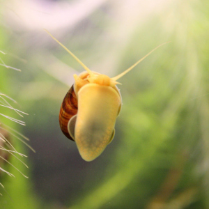 Comment se débarrasser des escargots dans l'aquarium