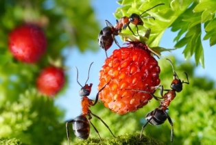 Kyselina boritá z mravcov