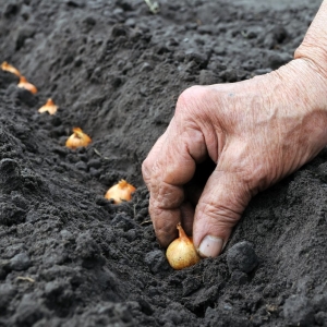 Stock Foto Jak wycisnąć cebulę Navokova w otwartym terenie