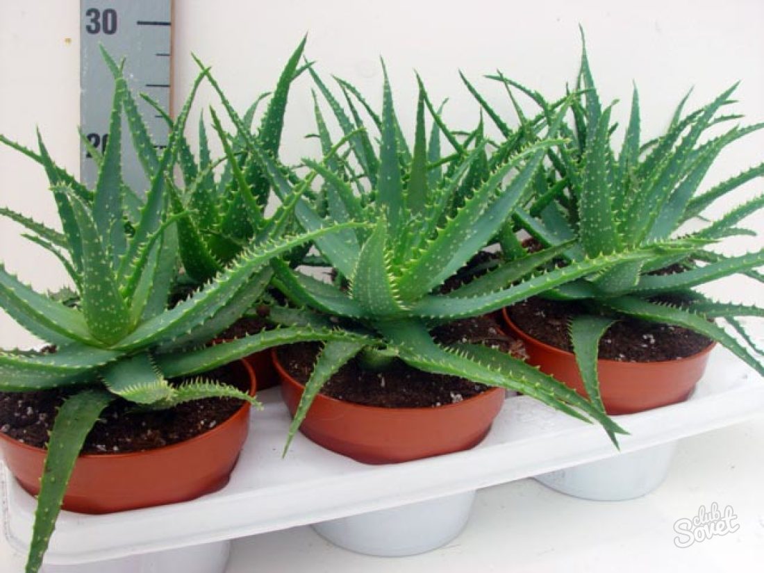 How to care for aloe