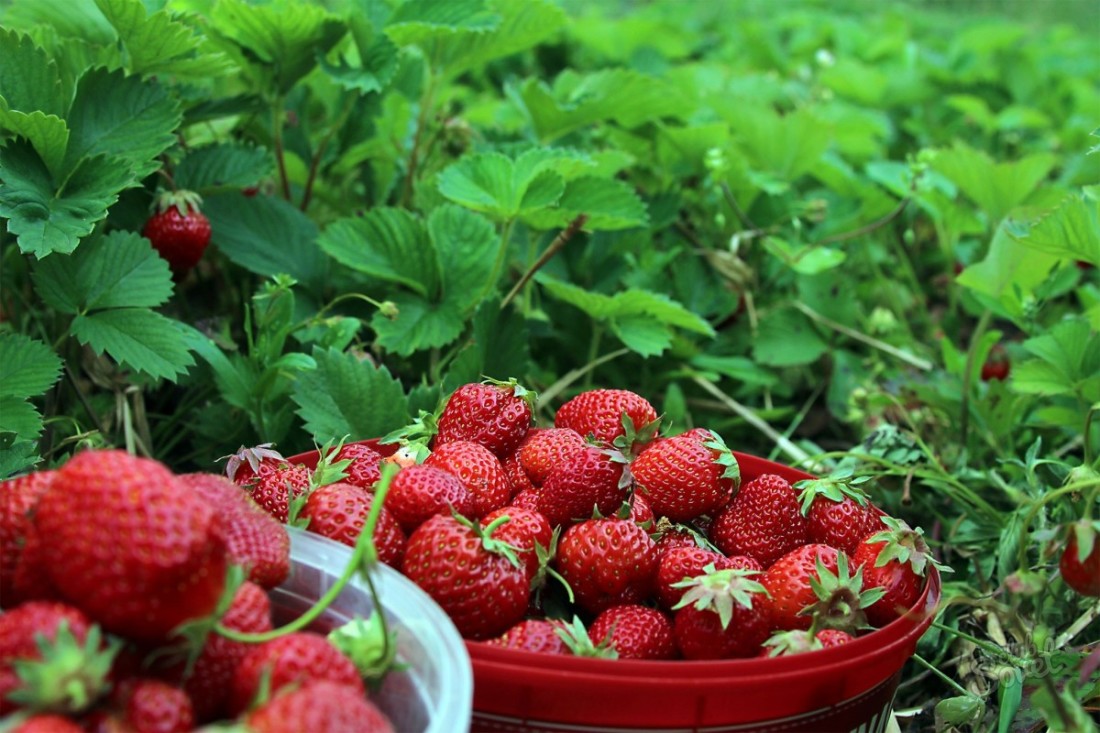 Wie man Erdbeeren für den Winter vorbereitet?