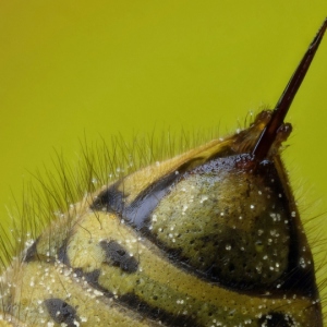 Zaloga Foto Bee strup za sklepe