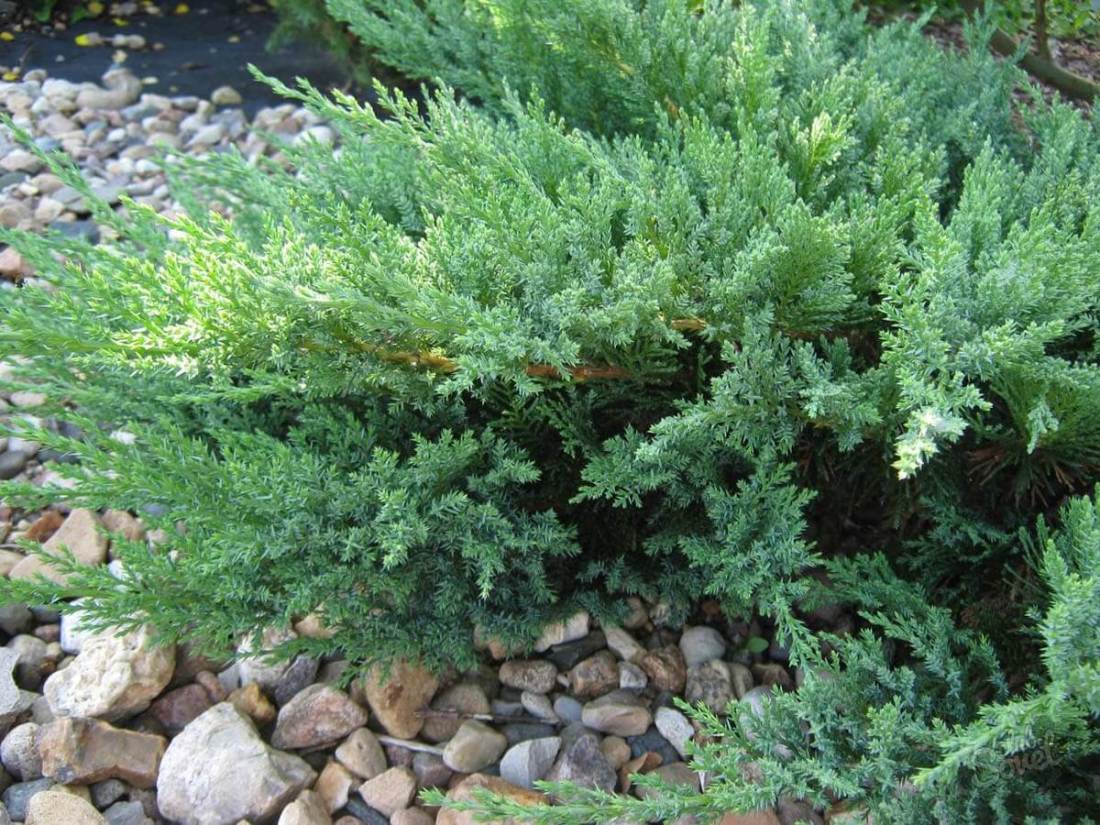 How to propagate juniper