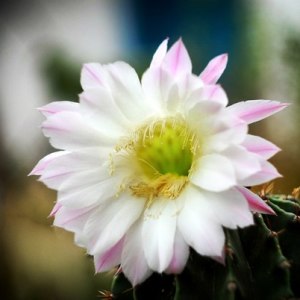Photo Comment faire une fleur de cactus
