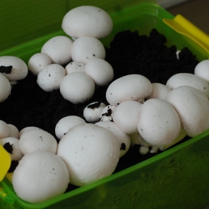 Foto Como crescer cogumelos em casa