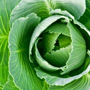 Stock Foto How to deal with cabbage diseases