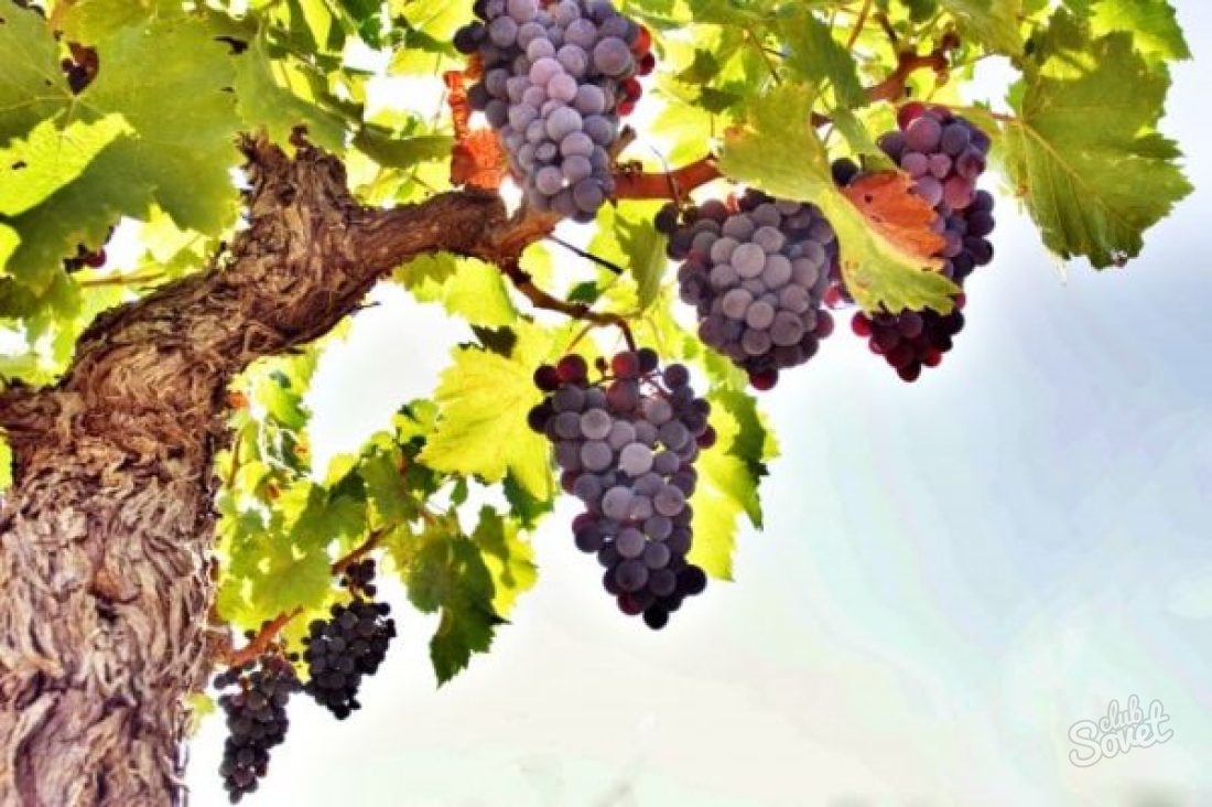 Как обрезать виноград в августе