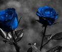 Как да нарисува рози в синьо