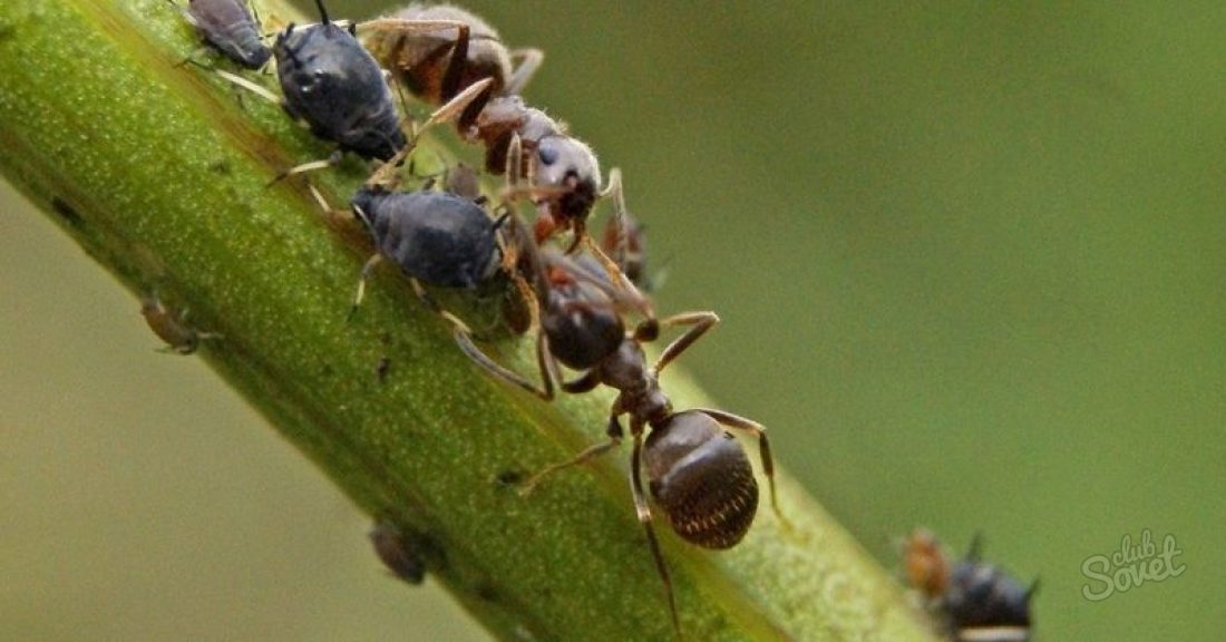 چگونه از خلاص شدن از مورچه ها بر روی باغ