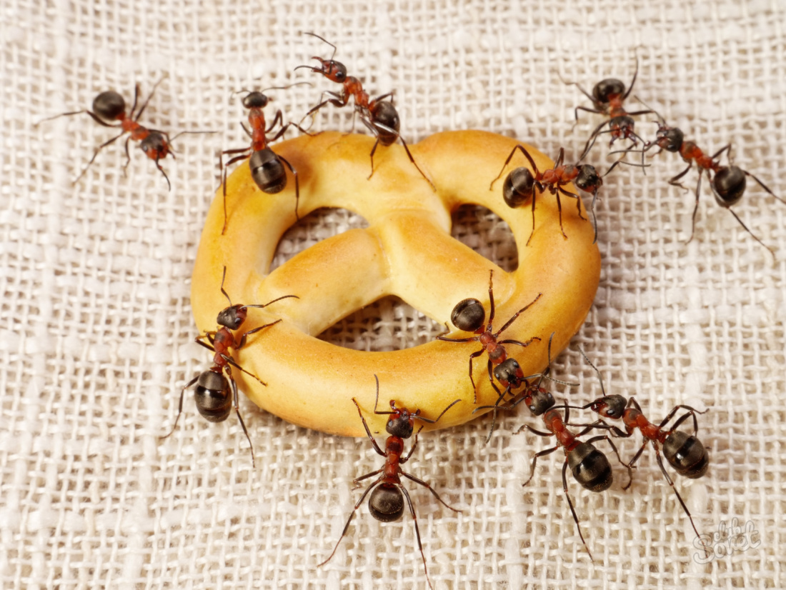 Comment traiter les fourmis