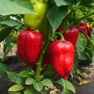 Photo How to get rid of thephids on peppers