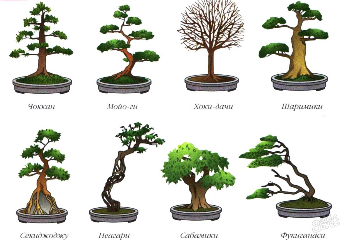 Stilleri bonsai.