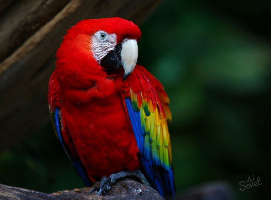 Che il sogno di una donna pappagallo?