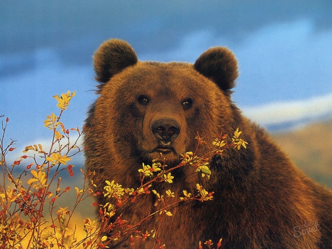 Hány medve él
