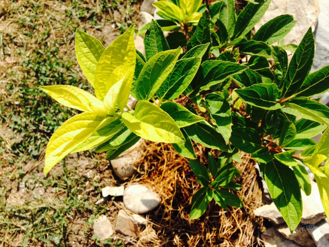 How to propagate hydrangea
