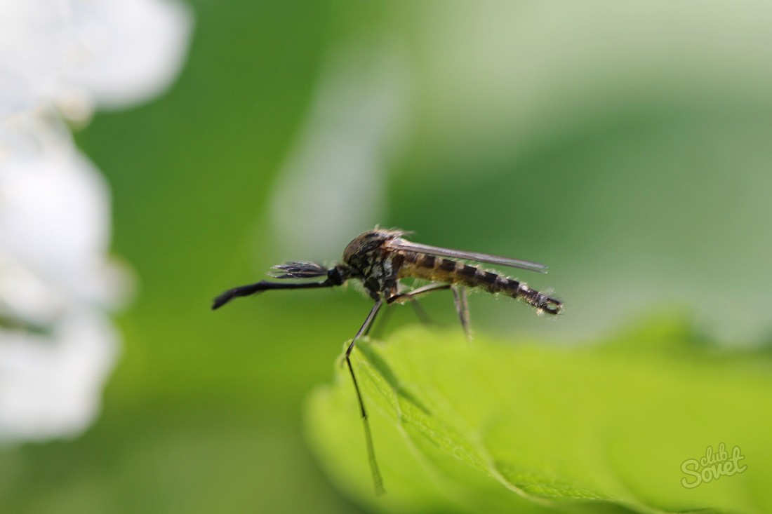 Как да се отървем от комари