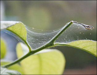 Як позбутися від павутинного кліща на кімнатних рослинах