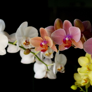 Foto ako voda orchidea