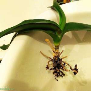 Фото как спасти корень орхидеи?