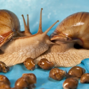 Φωτογραφία πώς σαλιγκάρια πολλαπλασιάζονται