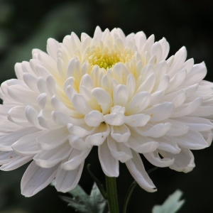 Photo How to plant a chrysanthmant of a bouquet
