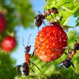 Borsäure von Ameisen