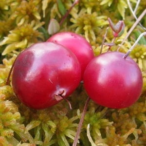 Foto Como cultivar cranberries