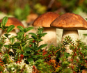 Why dream of picking mushrooms in a dream?