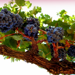 Как пересадить виноград