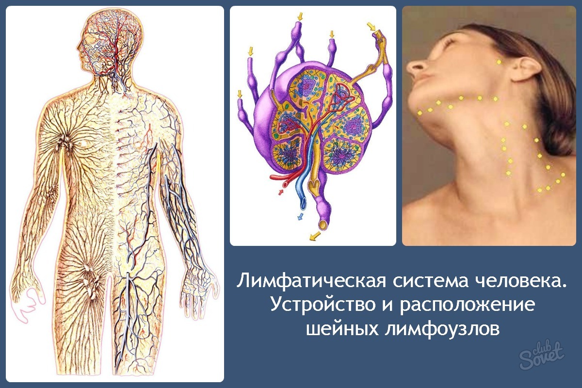 Lymph-Human-System. - Geräte- und Standort-Gebärmutterhals-Lymphknoten
