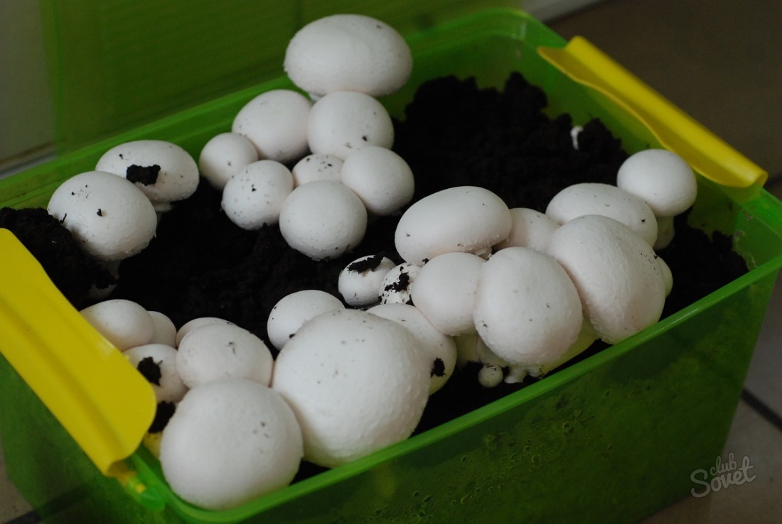 Jak pěstovat houby doma