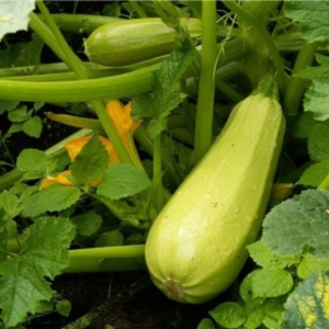 როგორ იზრდება zucchini
