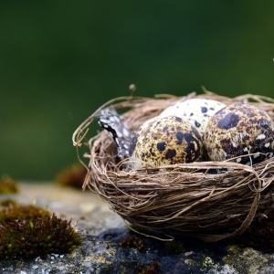 Fotos für Was ist der Traum von einem Nest?