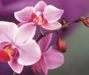 Como transplantar a orquídea