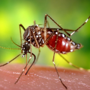 Jak léčit kousnutí proti komárům