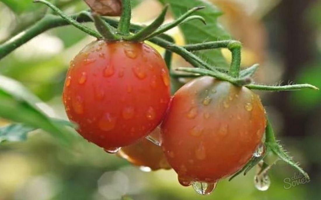 Che per il trattamento di pomodori da phytofluors