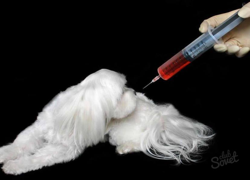 Как да направим инжектиране на куче интрамускулно?