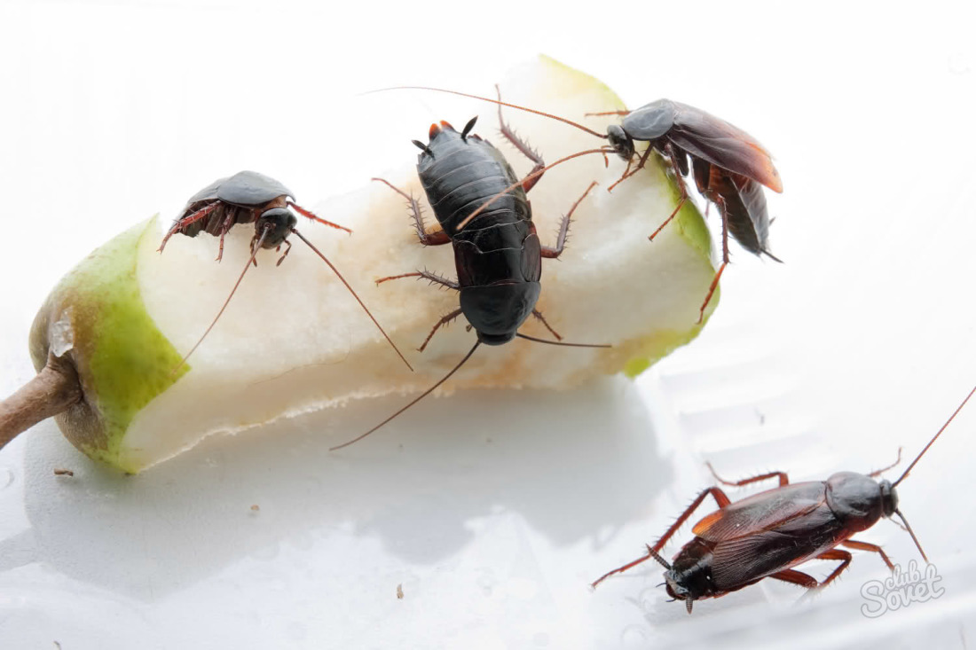Πώς να απαλλαγείτε από μαύρες κατσαρίδες