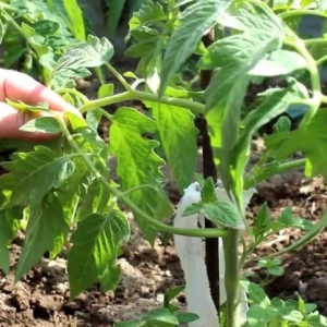 Фото как правильно пасынковать помидоры в теплице